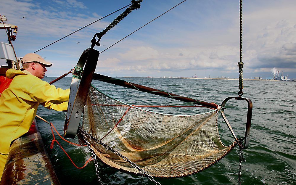 De Noordzee bevat zoveel schol en in de nabije toekomst ook haring dat vissers meer van die soorten moeten kunnen vangen. Foto ANP