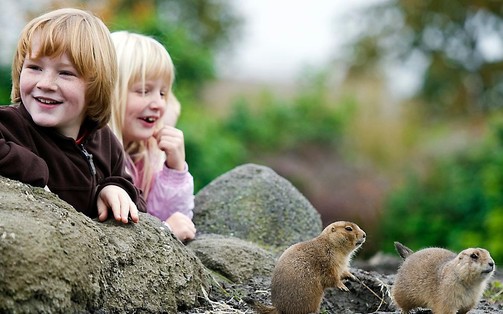 Diergaarde Blijdorp heeft al een aantal bedrijven bereid gevonden om tegen betaling een dier of diergroep te adopteren. Foto ANP