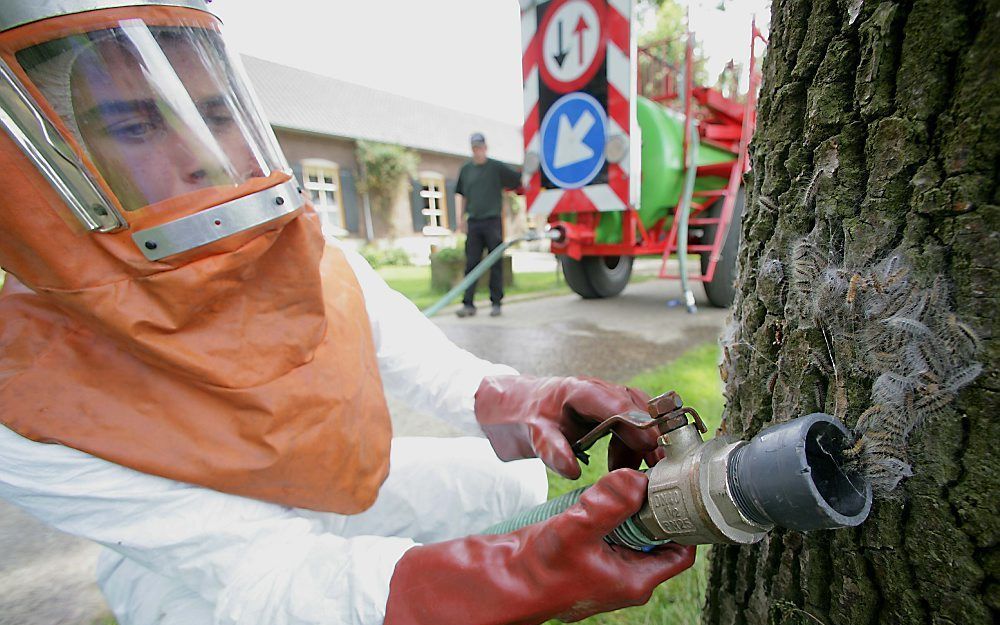 De kans op overlast van de eikenprocessierups is de komende tijd behoorlijk groot.  Foto ANP