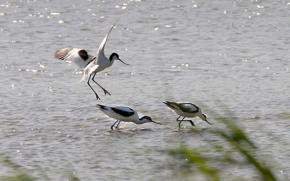 Vogels in broedgebied bij Hegewiersterfjild. Foto Frans Andringa