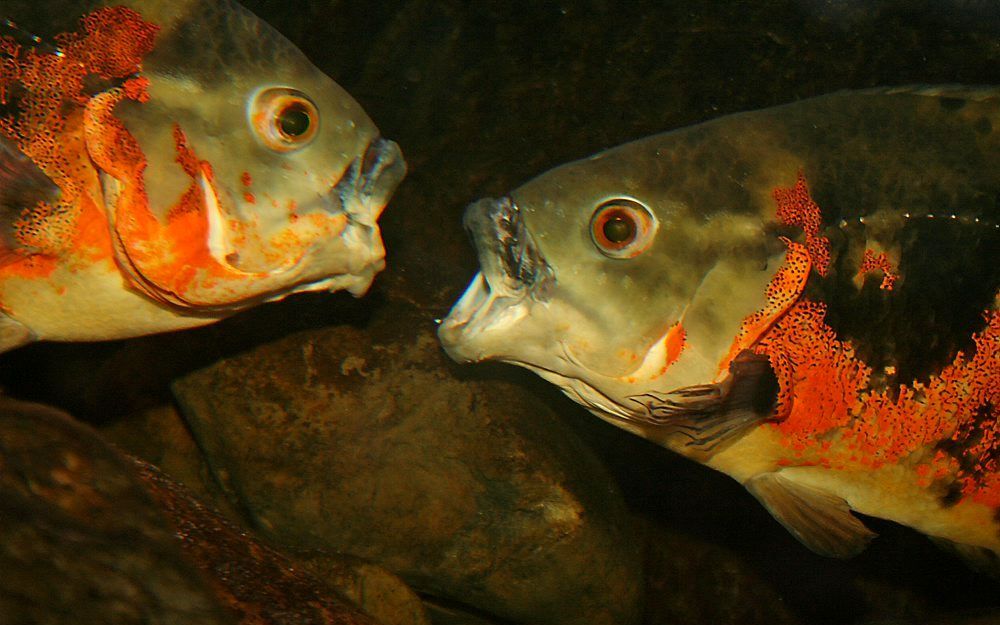 Twee vissen in een vivarium (aquarium) van Aqua Zoo Leerdam, een onderwaterdierentuin die dit jaar veertig jaar bestaat. Foto Aqua Zoo Leerdam