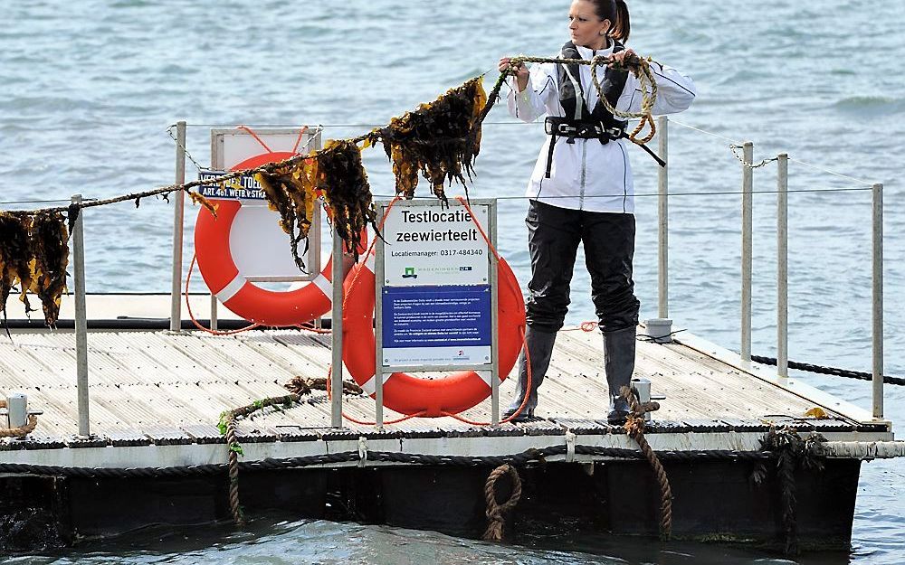 Julia Wald, de eerste zeeboerin van Europa, toont vanaf een ponton van De Wierderij een kabel waaraan zeewier groeit. Foto ANP