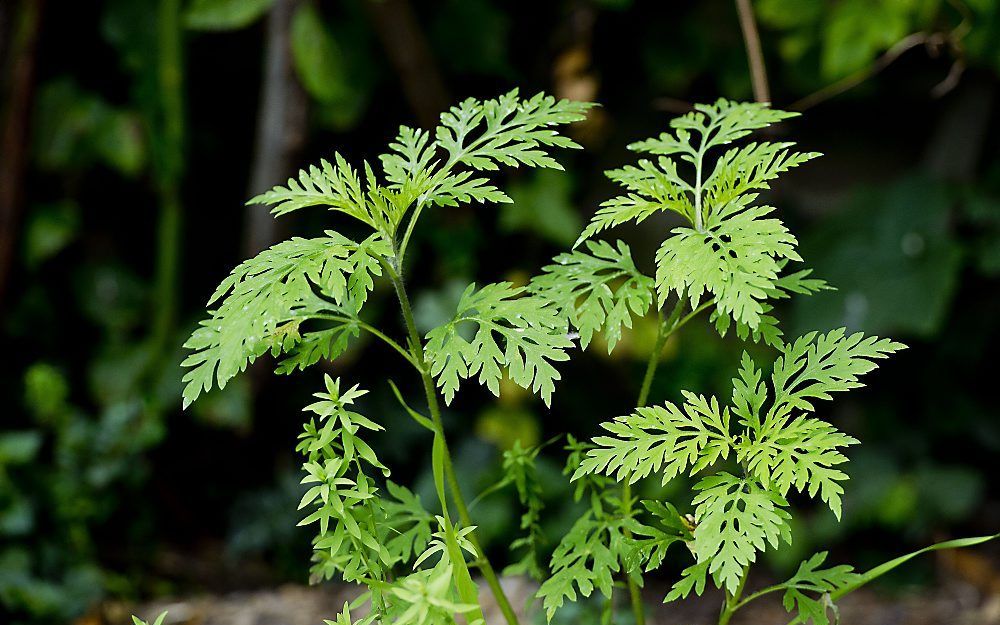 De ambrosia, ook wel hooikoortsplant genoemd. Foto ANP