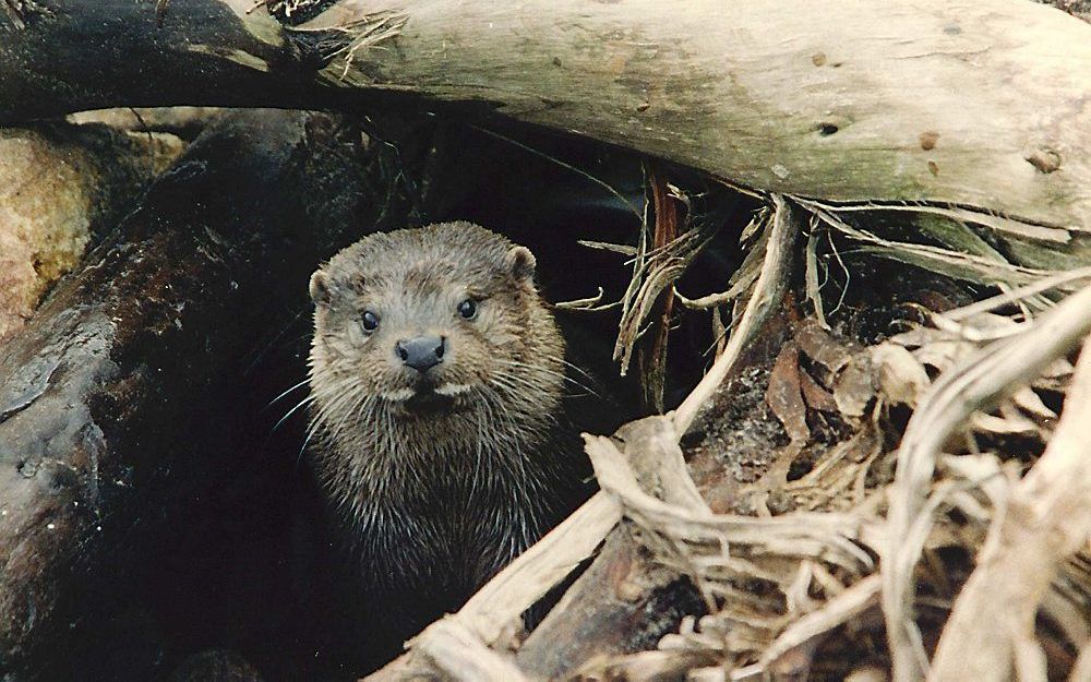 Otter. Foto ANP