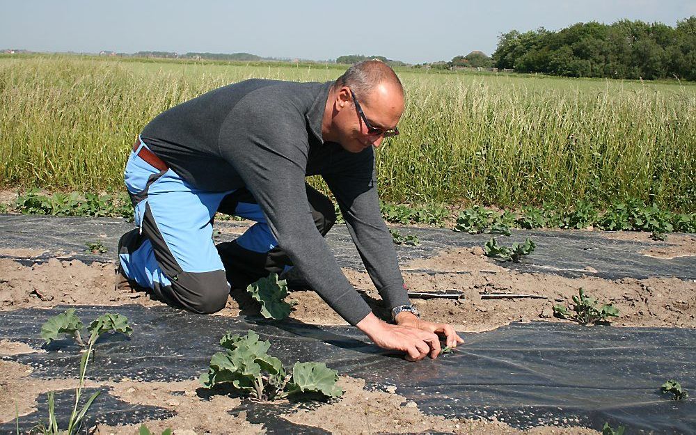 Texelaar Mark van Rijsselberghe experimenteert al jarenlang met zilte groentes. „Na vier jaar onderzoek weten we in ieder geval zeker dat zeekool, een soort superboerenkool, heel lastig te telen valt.”	Foto RD