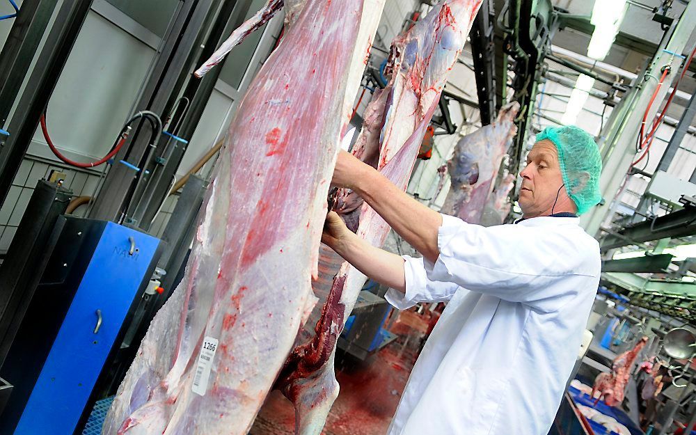 In Slachterij Friesland Vlees wordt het vlees geïnspecteerd.  Foto ANP