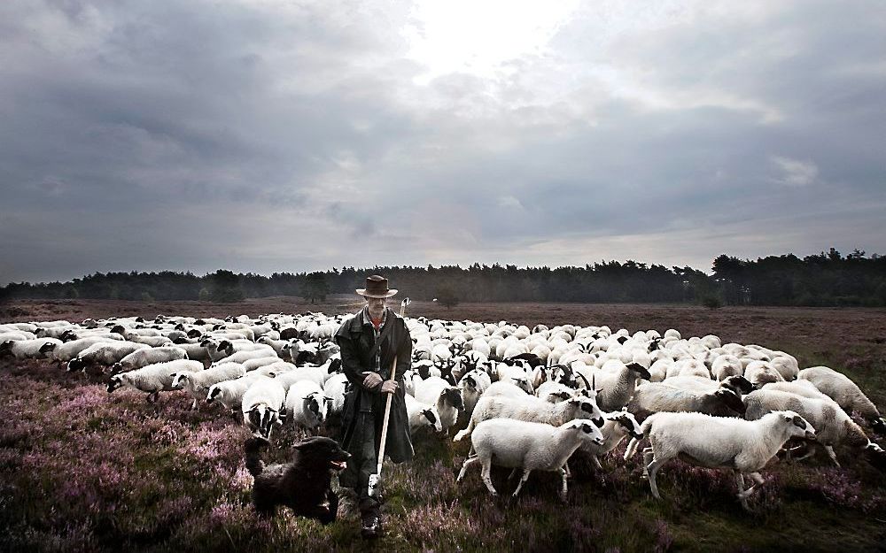 Chris Grinwis, op de Tongerense Heide, is somber over de toekomst van zijn kudde. Werkloosheid dreigt. „Welke werknemer wil mij nou nog hebben? Schaapherders zijn eigenwijs, anders redden ze het niet. Bij weer en wind zijn ze aan zichzelf overgeleverd.” F