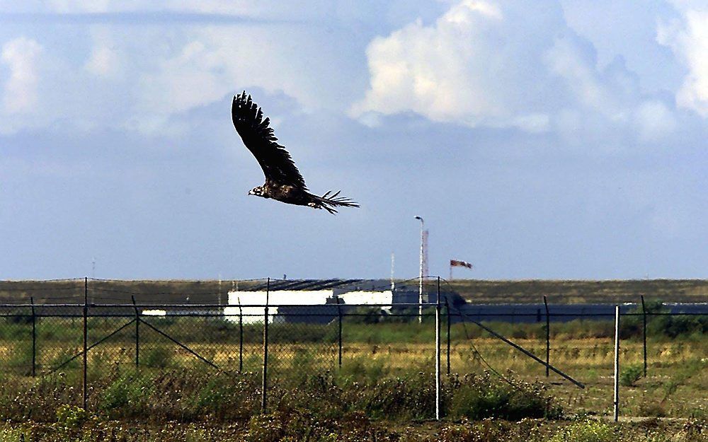 Monniksgier boven de Maasvlakte in 2000. Foto ANP