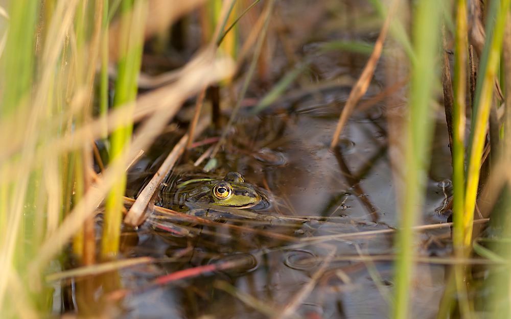 Groene kikker in het water. Foto RD, André Dorst