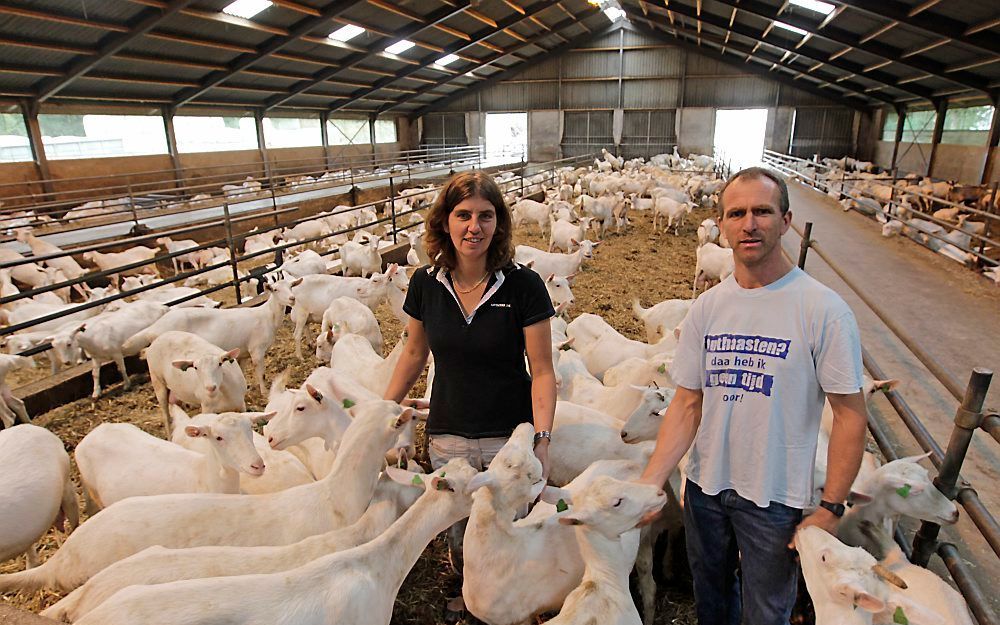 BARNEVELD – Gert en Bertine Overeem hebben een druk jaar achter de rug. Terwijl Gert elders werkte als zzp’er, nam Bertine het werk op de geitenhouderij over. Behalve met de nasleep van de Q-koorts –ruimingen, vaccinatieplicht, fokverbod– hebben ze, net a