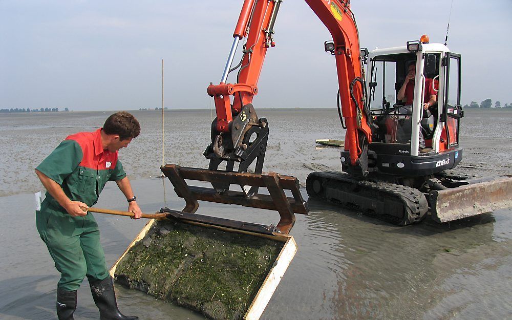 Zeegras wordt uitgeplant. Foto Rijkswaterstaat.