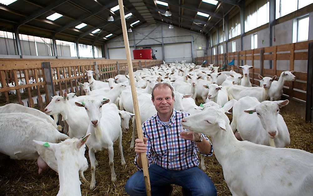 OUDDORP – De biologische geitenhouder Piet den Hertog uit Ouddorp tussen zijn witte Saanen. Biologische geitenhouders hebben minder last van de gevolgen van de Q-koorts dan ‘gangbaren’, omdat ze een veel betere prijs krijgen voor hun melk. Foto Sjaak Verb