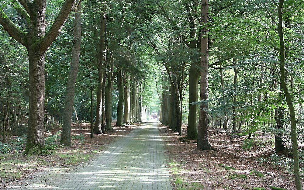 Bos van het Jaar 2011: Landgoed De Barkel