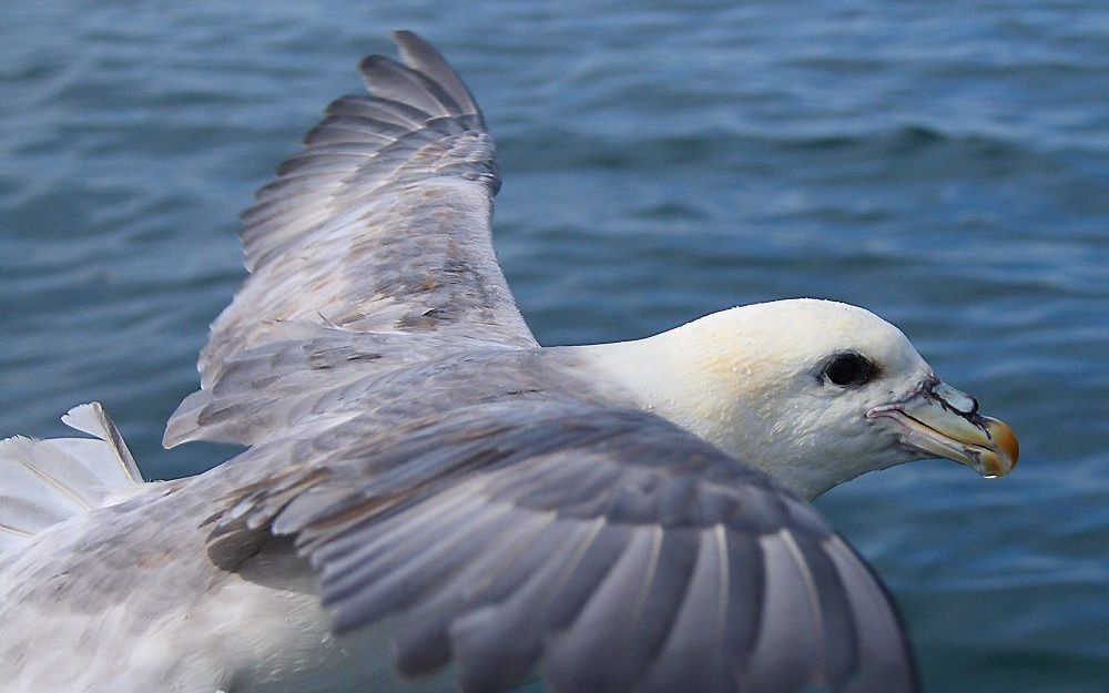 Bij het Zeeuwse Westkapelle zijn de afgelopen twee weken recordaantallen noordse pijlstormvogels gesignaleerd. De vogels zijn door najaarsstormen naar de Nederlandse kust gedreven. Foto Wikipedia