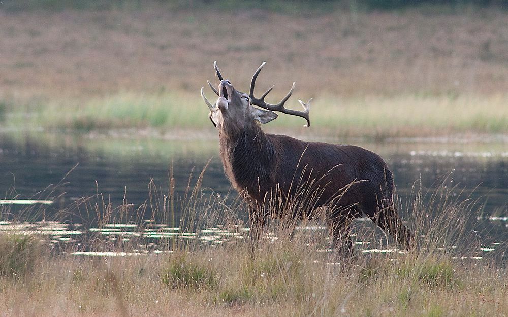 Een mannetjeshert laat op Staverden zijn bronstroep horen. Foto Eline Verwoerd.