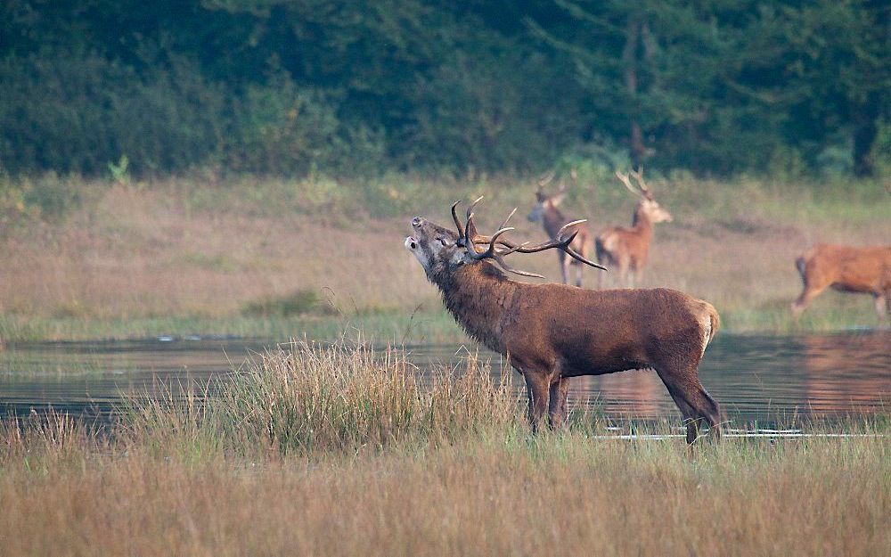 De bronst is in volle gang op Landgoed Staverden.