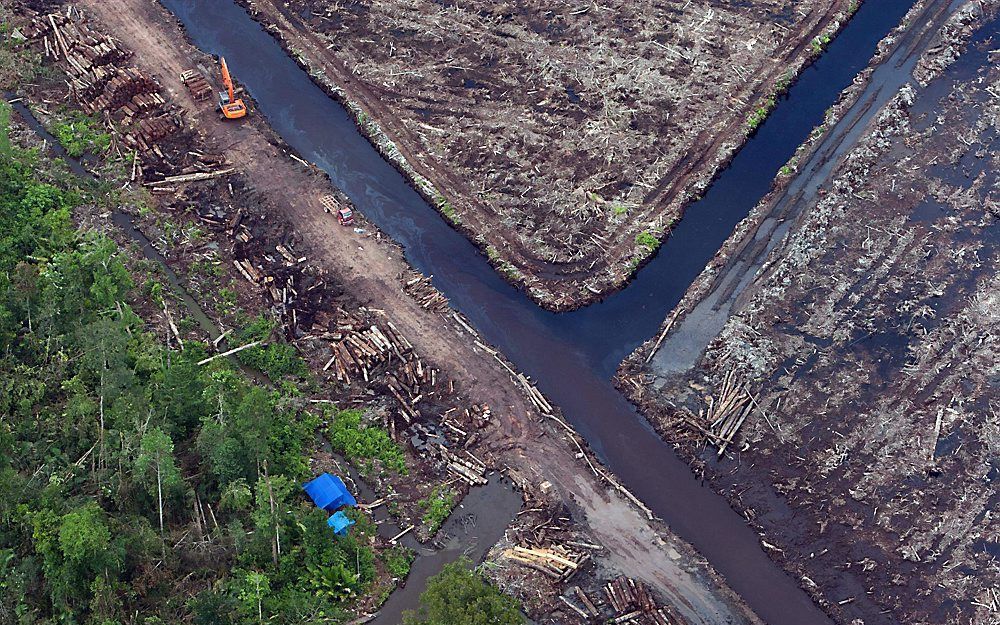 Ontbossing op Sumatra. Foto EPA