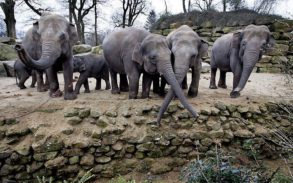 Olifanten in dierenpark Emmen.  Foto ANP