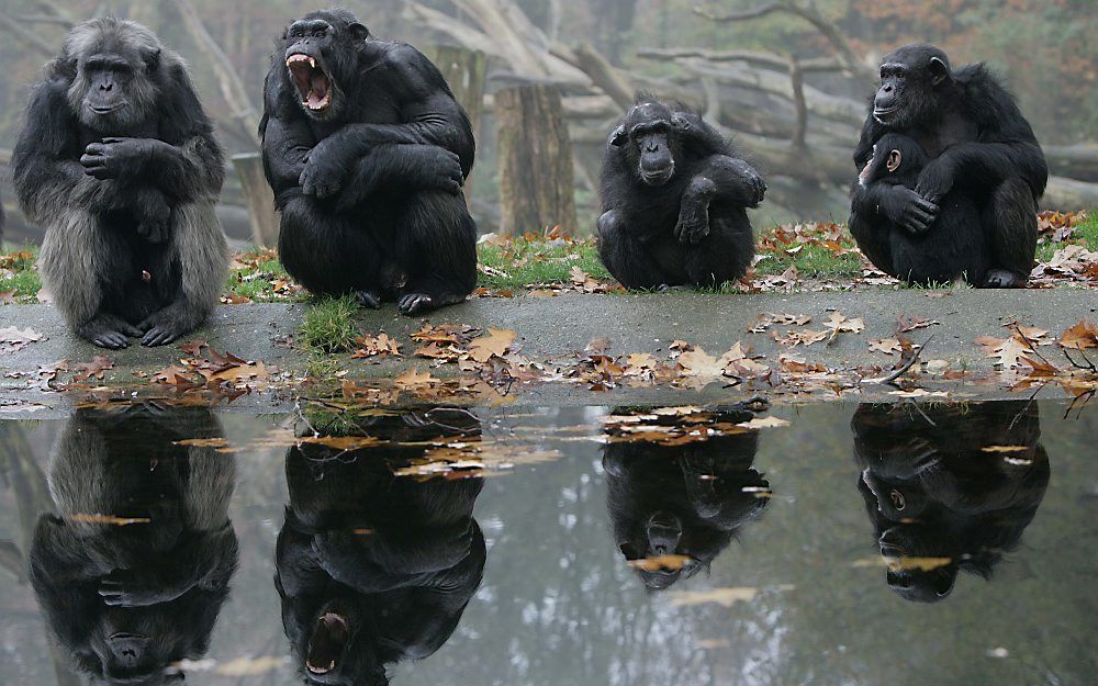 Chimpansees in Burgers' Zoo Arnhem.  Foto ANP