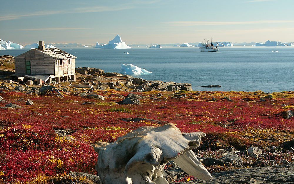 Een warmer klimaat veroorzaakt meer begroeiing op de permafrost.Foto Wikipedia