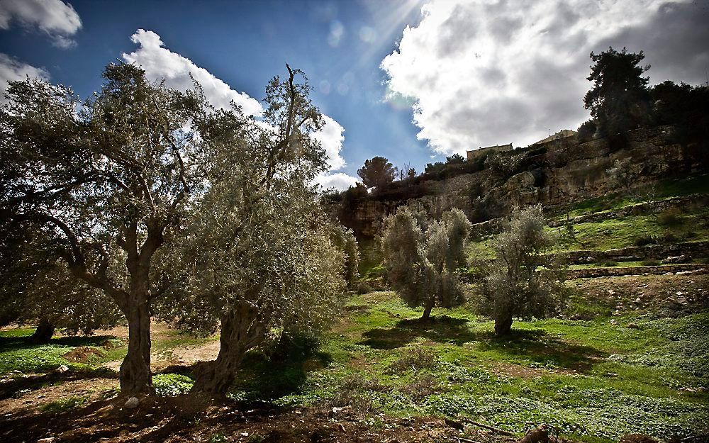 „Veel oudvaders leefden met de verwachting van een heilrijke toekomst voor Israël.” Foto: het Kidrondal. Foto RD, Henk Visscher