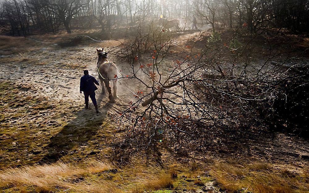 Loonse en Drunense Duinen.  Foto ANP