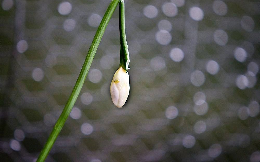 Foto RD, Henk Visscher