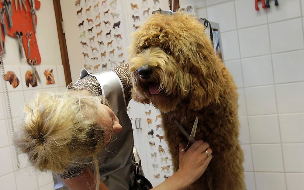 Marlies van Vliet volgt met labradoodle Dorus een trimworkshop bij Wanda Klomp. Foto RD, Anton Dommerholt