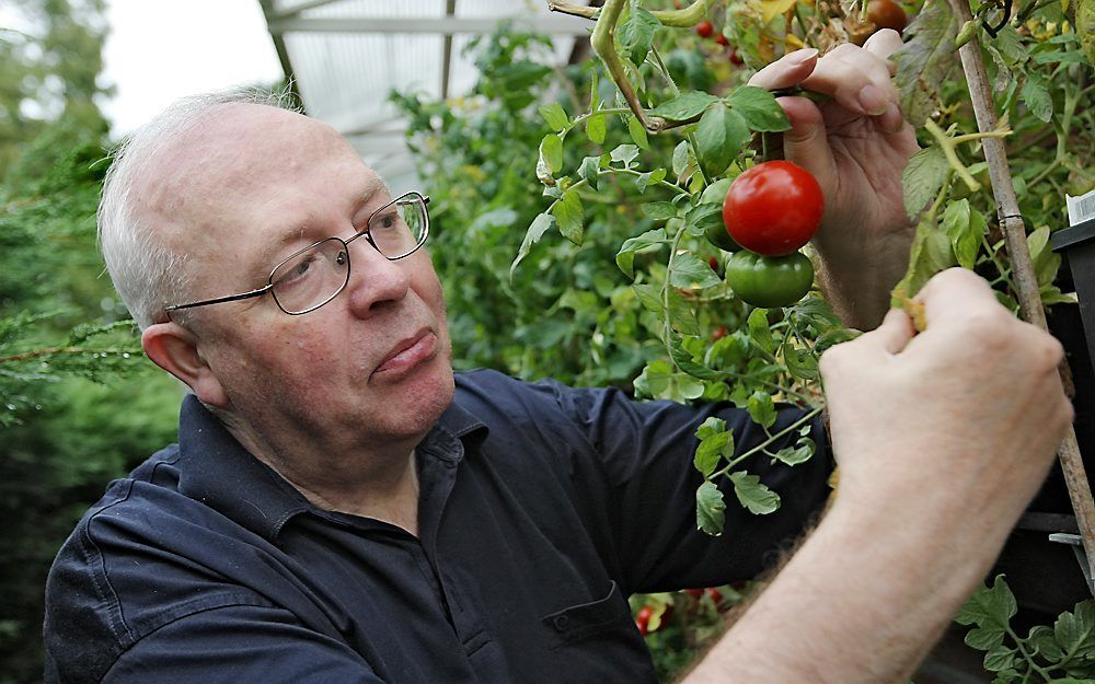 Tomatenplantverzamelaar. Foto Rob Kamminga.