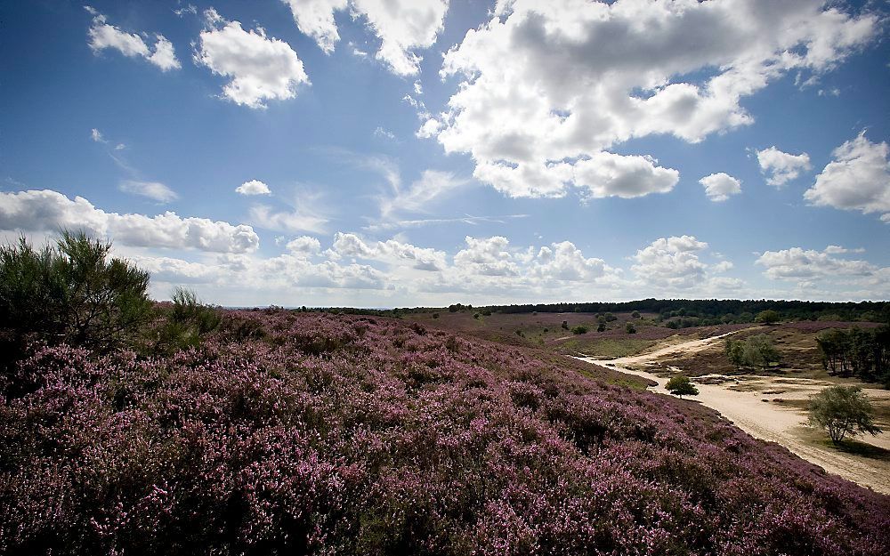 „De wetgeving rond natuur wordt drastisch anders. Niet het belang van de natuur, maar dat van de economie staat straks voorop.” Foto RD, Henk Visscher