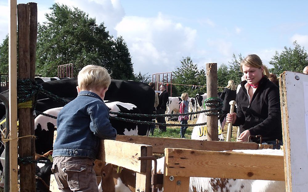 Een te verloten kalf kreeg op de Lekkerkerkse Jongveedag altijd veel aandacht. Door inmenging van de Dierenbescherming is de verloting niet meer toegestaan. Foto Dick den Braber