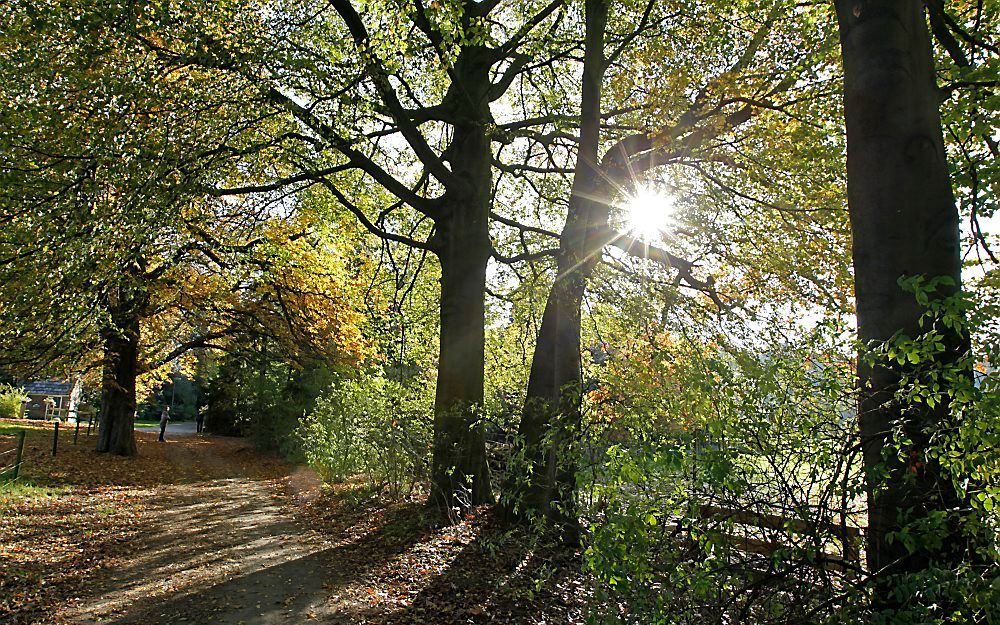 Herfstbos tussen Speuld en Ermelo. Foto RD, Anton Dommerholt