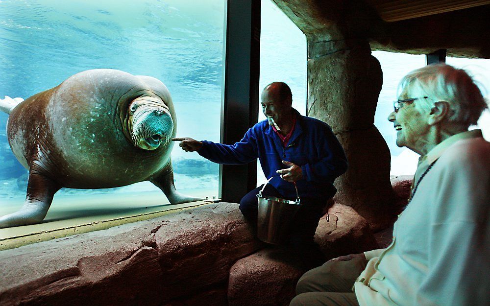 Dementerende ouderen ontmoeten dolfijnen in Dolfinarium.  Foto ANP