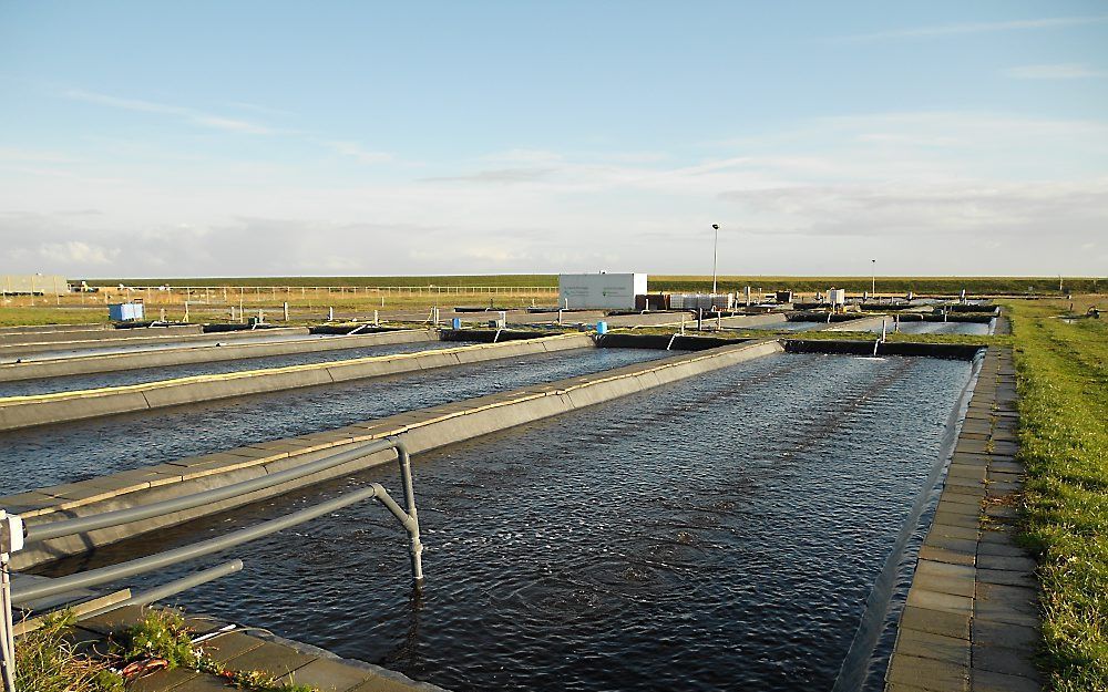 YERSEKE – Vijvers vol met algen, die als voedsel dienen voor de mosselen, oesters en tapijtschelpen. Foto Linda Otte