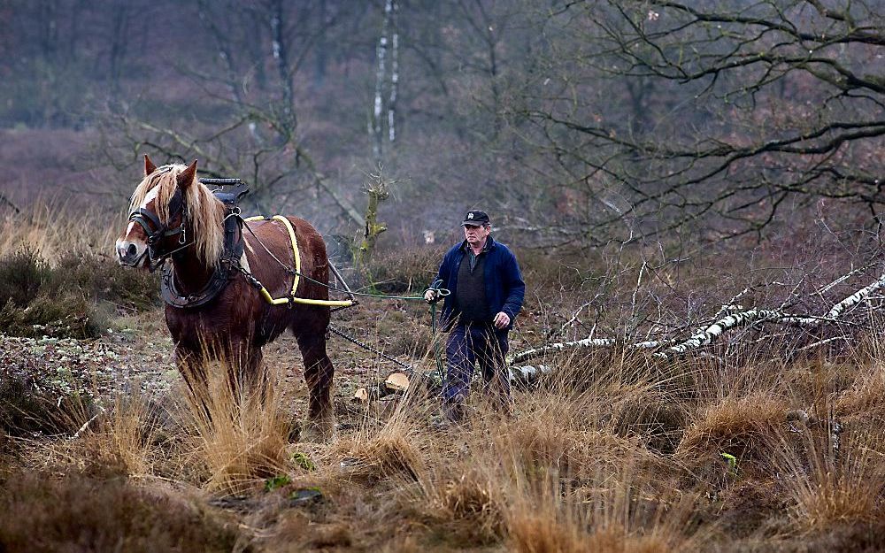 Drunense duinen.  Foto ANP