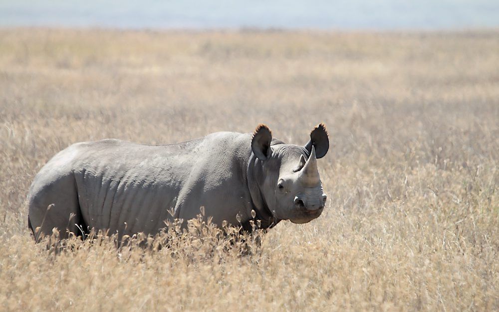 Neushoorn. Foto EPA