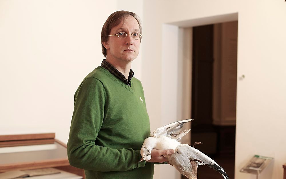 Het Natuurhistorisch Museum in Rotterdam heeft een collectie van zo’n 400.000 objecten. Conservator Kees Moeliker toont de kokmeeuw die op 13 oktober in het nieuws kwam door haar botsing met een traumahelikopter. Foto Sjaak Verboom