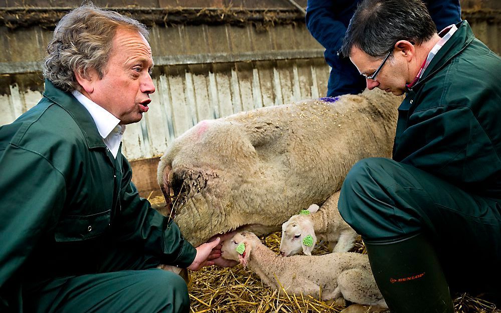 Bleker bezoekt een schapenhouder in Zwolle om zich op de hoogte te stellen van het Schmallenbergvirus.  Foto ANP