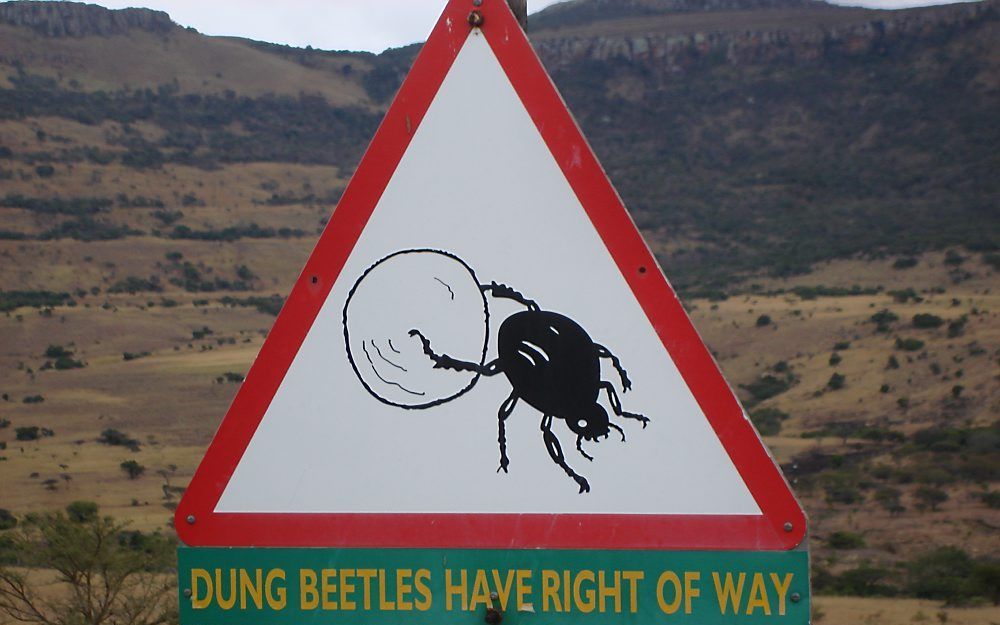 Zuid-Afrika koestert zijn mestkevers. Foto Marcel Dicke