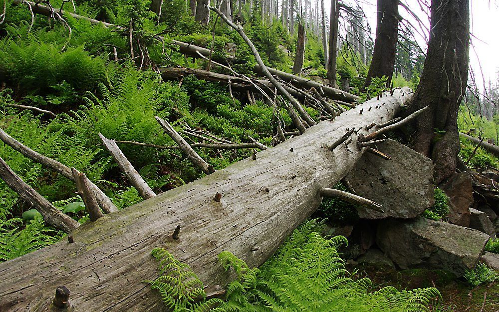 Foto Archief Krkonose Nationaal Park