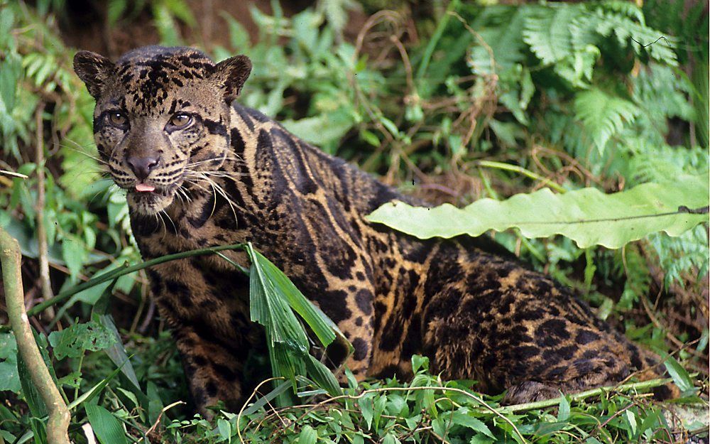 Borneo. Foto EPA