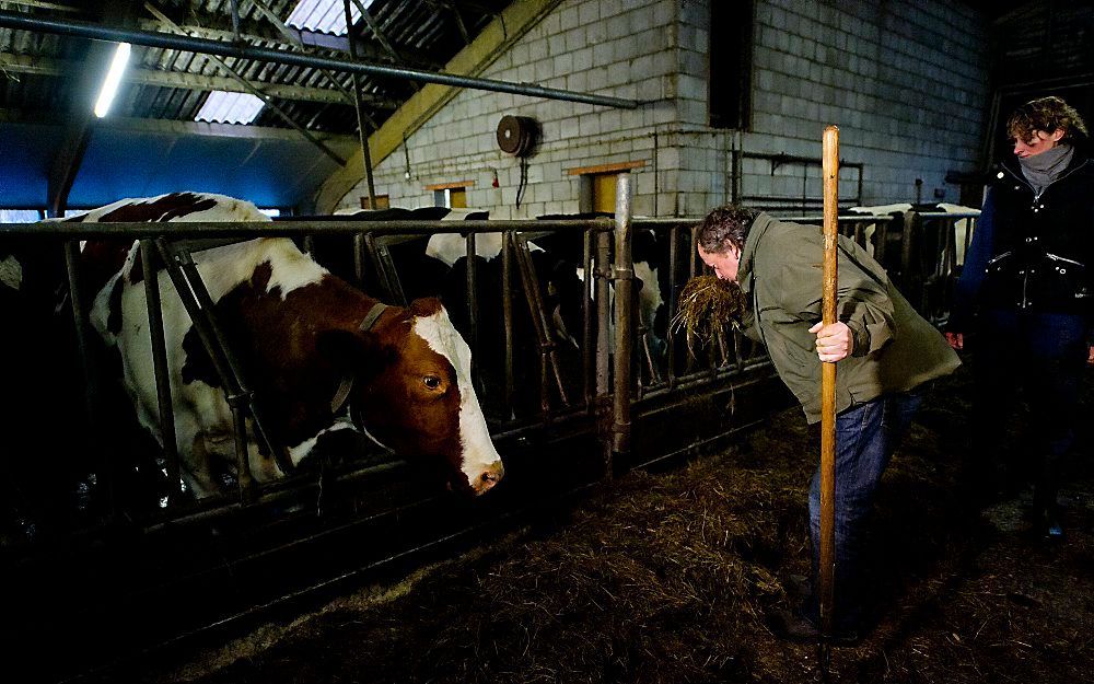 Staatssecretaris Bleker ruikt aan het voer van de koeien.  Foto ANP