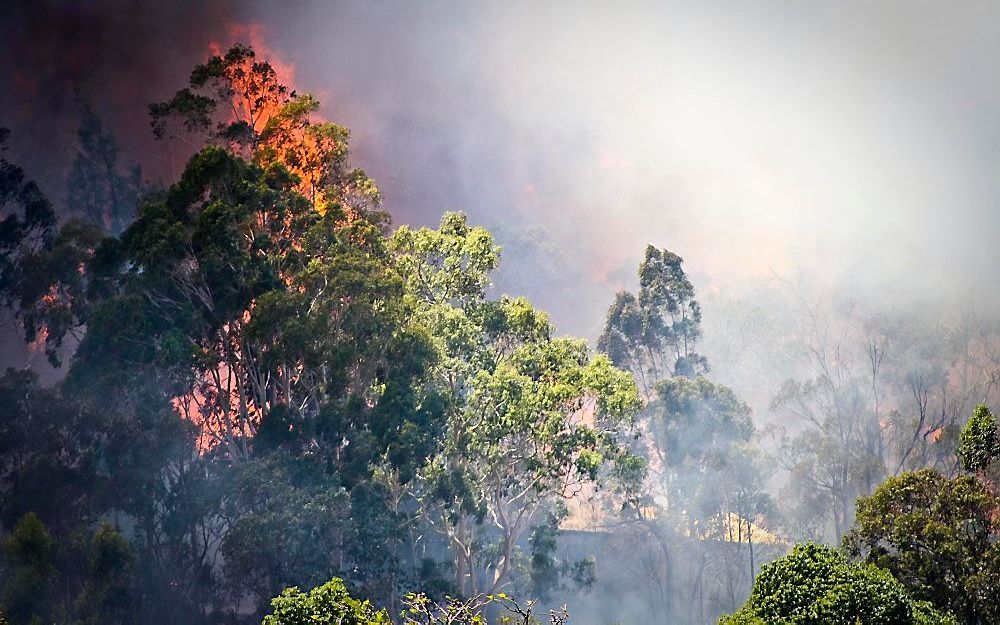 Bosbrand in Australië. Foto EPA