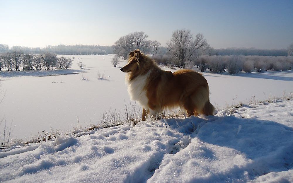 De uiterwaarden van Waardenburg en onze Schotse Collie van 9 maanden. Foto Bas Pellegrom