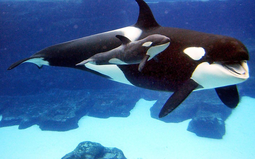 Orka met jong in SeaWorld, San Diego. Foto EPA