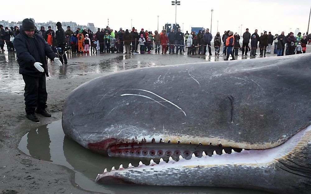 De aangespoelde potvis in Knokke-Heist. Foto EPA