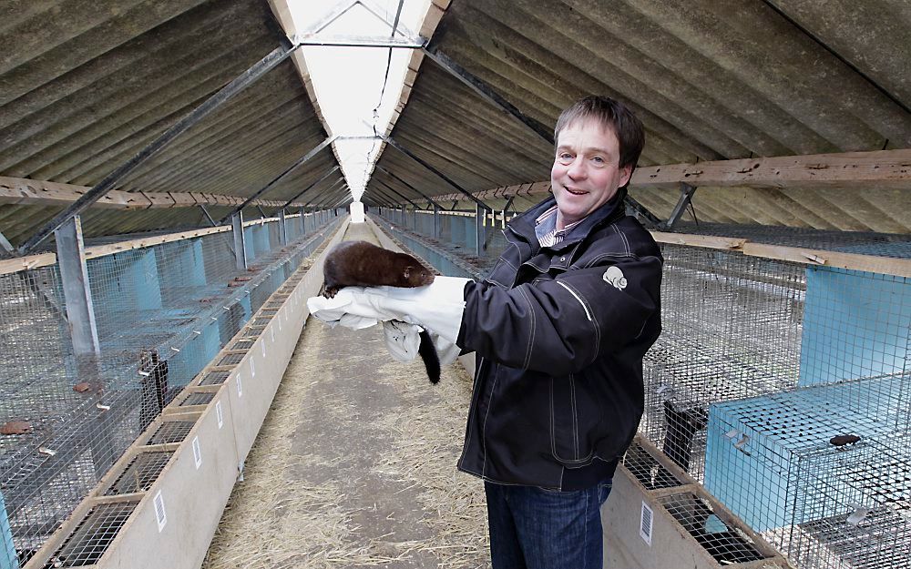 Cor Goedegebuur (52) is een van de 170 nertsenhouders in Nederland. Binnenkort wordt er weer over hem en zijn collega’s gepraat in de Tweede Kamer. Al jaren dreigt een verbod op de Nederlandse pelsdierenhouderij.  Foto RD, Anton Dommerholt