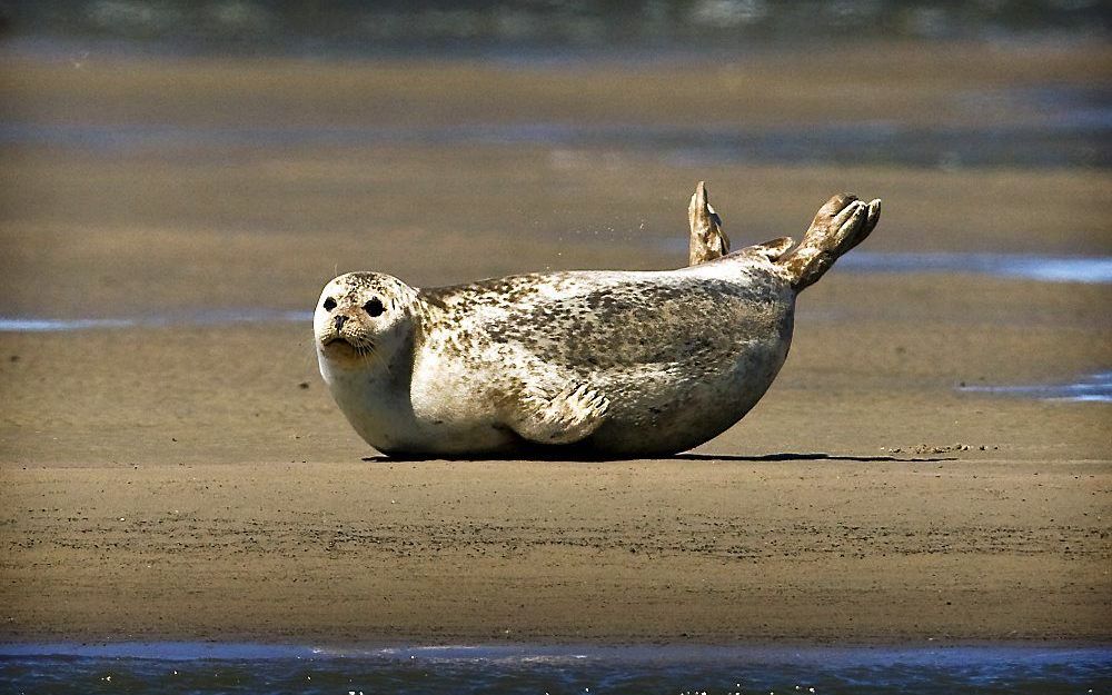 Een zeehond rust uit op een zandbank in de Waddenzee bij Den Oever. Foto ANP