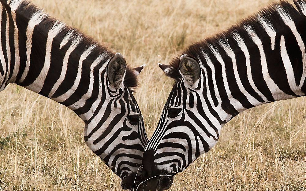 Zebra's. Foto EPA