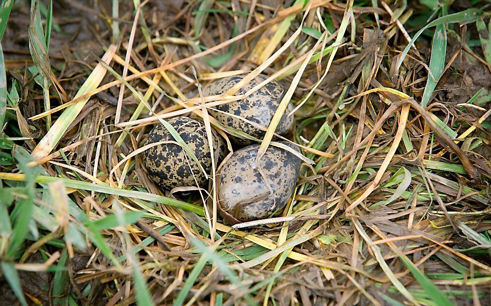 Nest kievitseieren.  Foto ANP